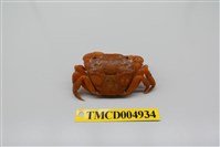 藏品(絨毛近方蟹)的圖片